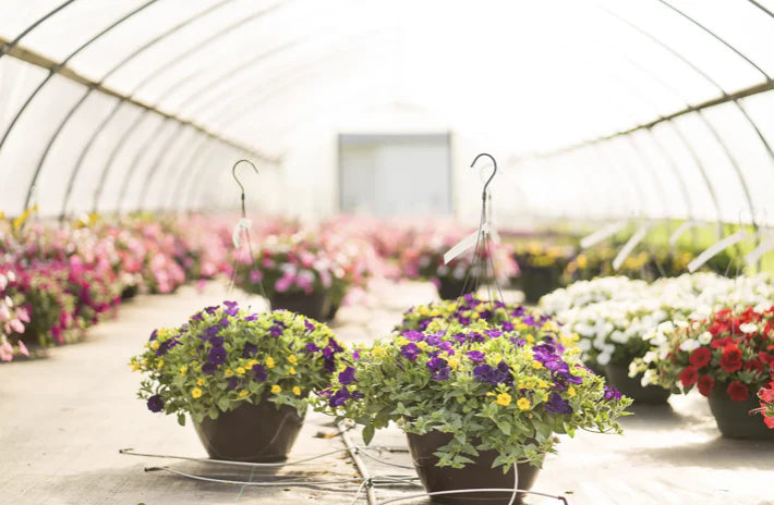 Hanging Baskets: How to Pick the Right Size!