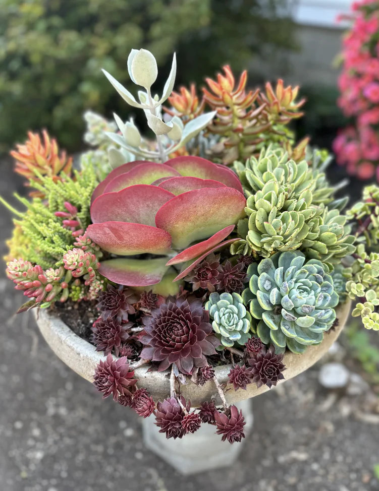Re-acclimating Indoor Plants