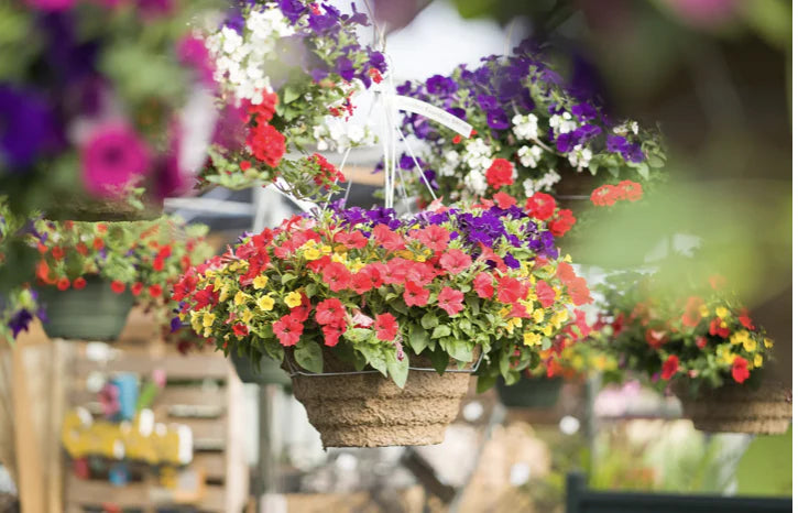 Hanging Baskets: Know Your Sun!