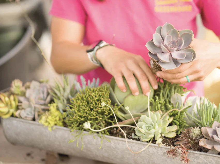 Succulent Re-potting 101: Winter to Spring