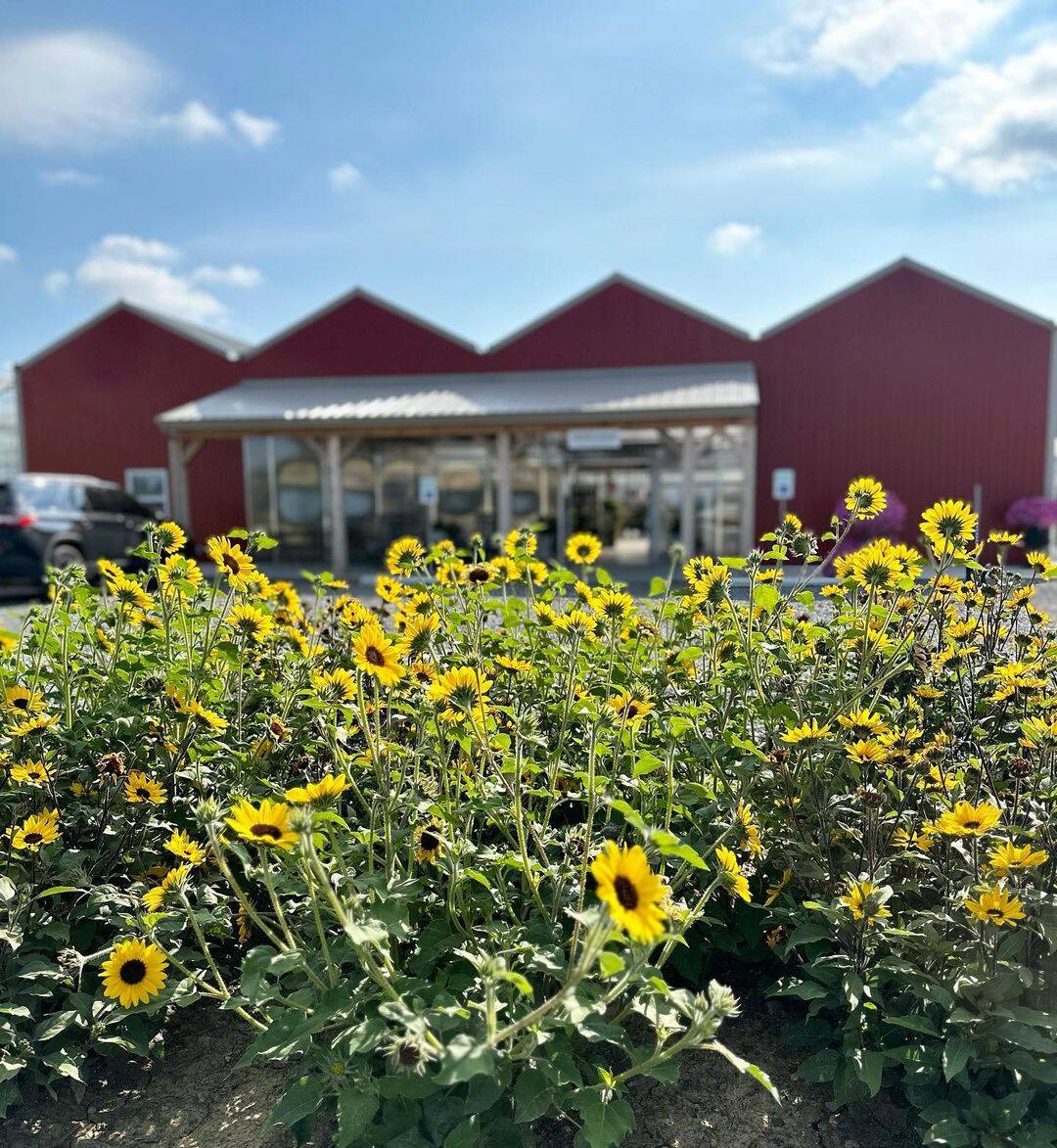 What to Expect at Scheiderer Farms Garden Center