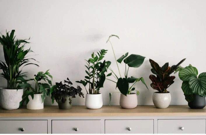 Winter Indoor Plant Care
