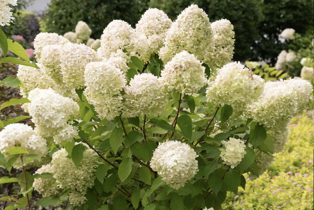 Panicle Hydrangea 101
