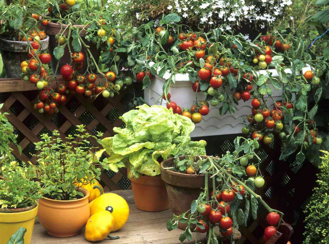 Patio Paradise