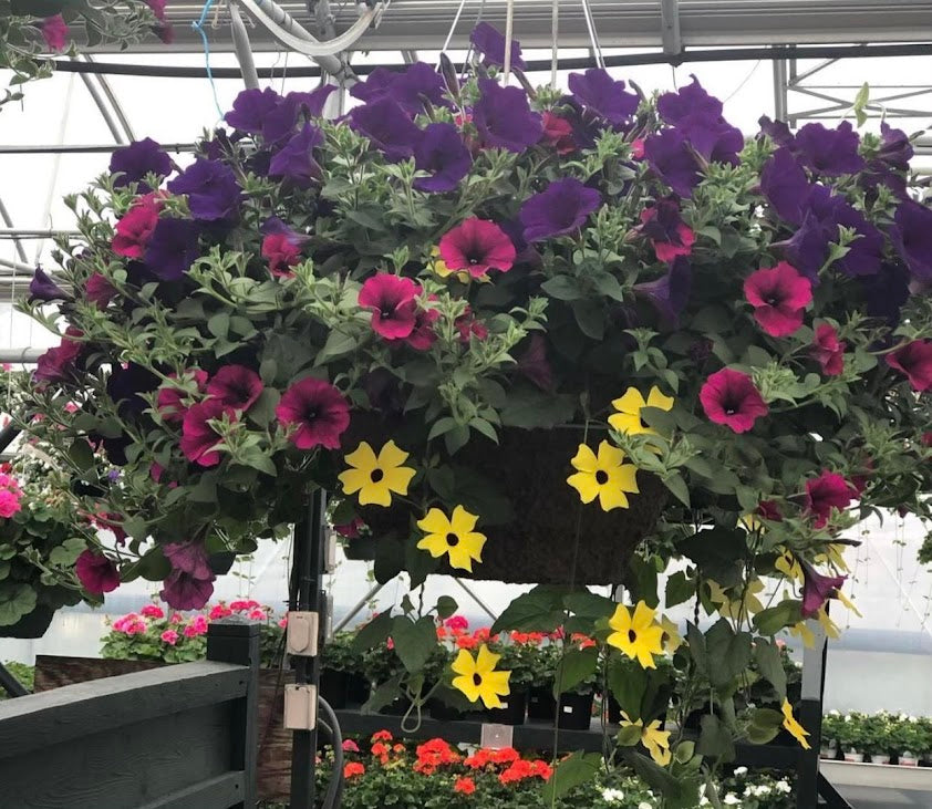 Hanging Basket: Royal Bloomer ~ Preorder for pickup 5/1-5/2