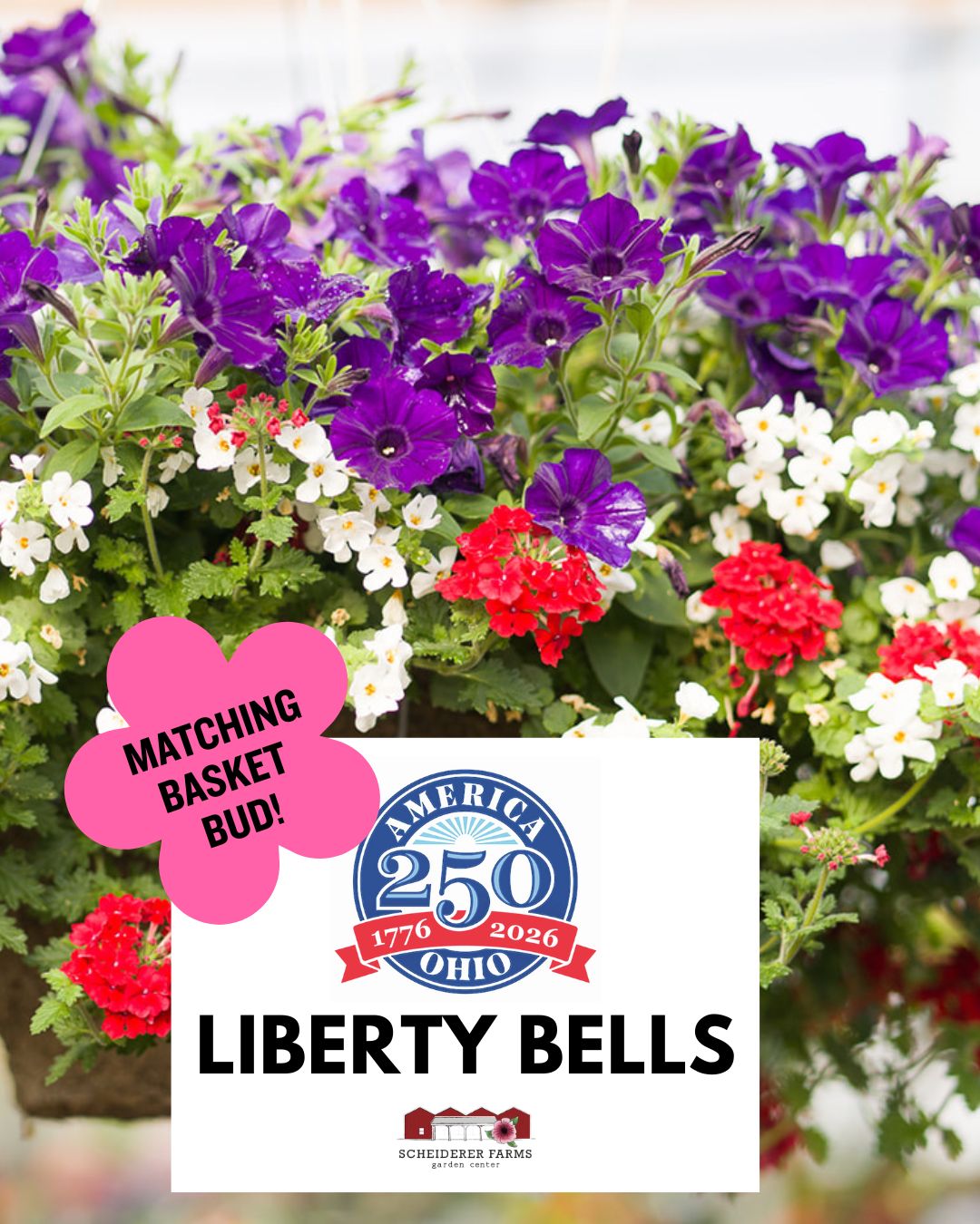 Hanging Basket: Liberty Bells ~ Preorder for pickup 5/1-5/2