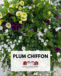 Hanging Basket: Plum Chiffon ~ Preorder for pickup 5/1-5/2