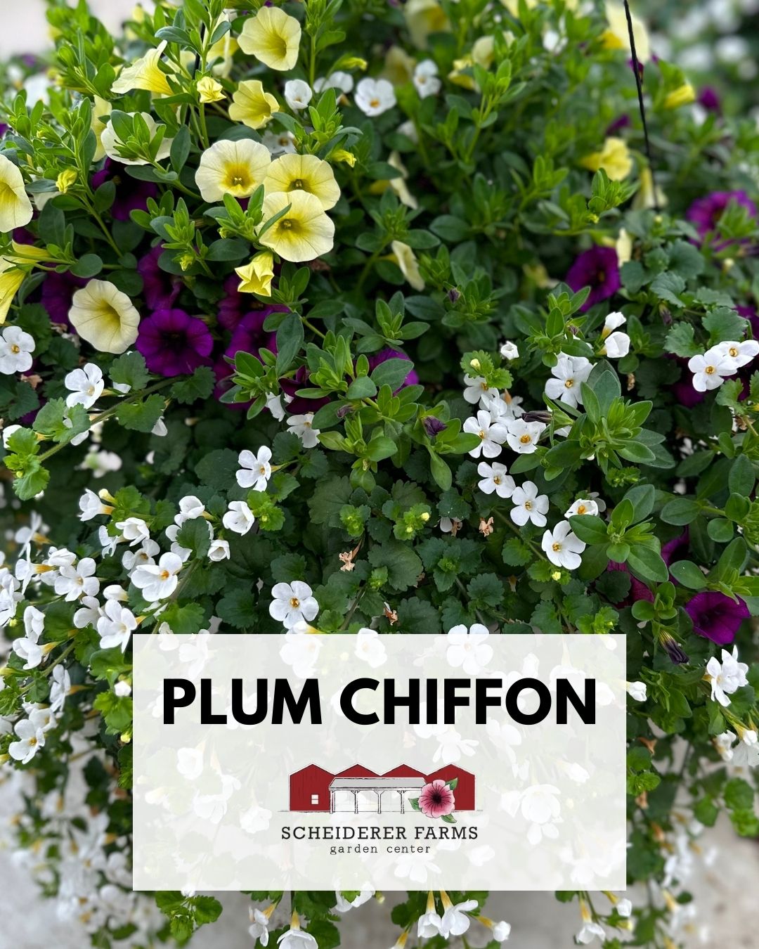 Hanging Basket: Plum Chiffon ~ Preorder for pickup 5/1-5/2