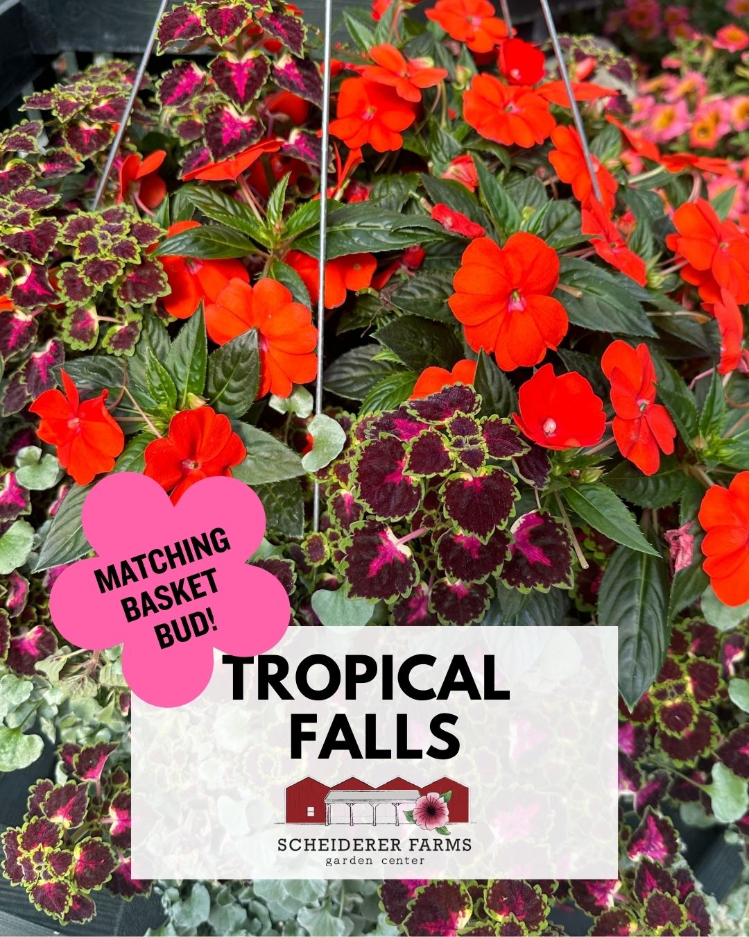 Hanging Basket: Tropical Falls ~ Preorder for pickup 5/1-5/2