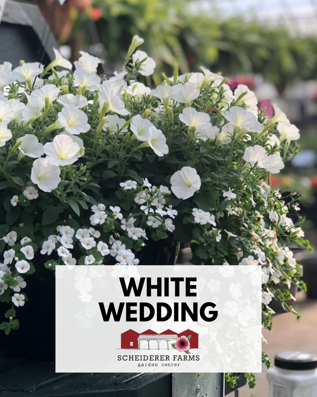 Hanging Basket: White Wedding ~ Preorder for pickup 5/1-5/2