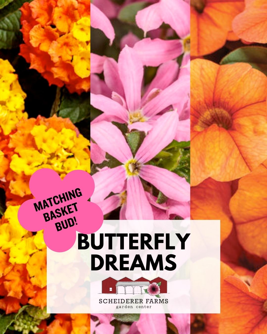 Hanging Basket: Butterfly Dreams ~ Preorder for pickup 5/1-5/2