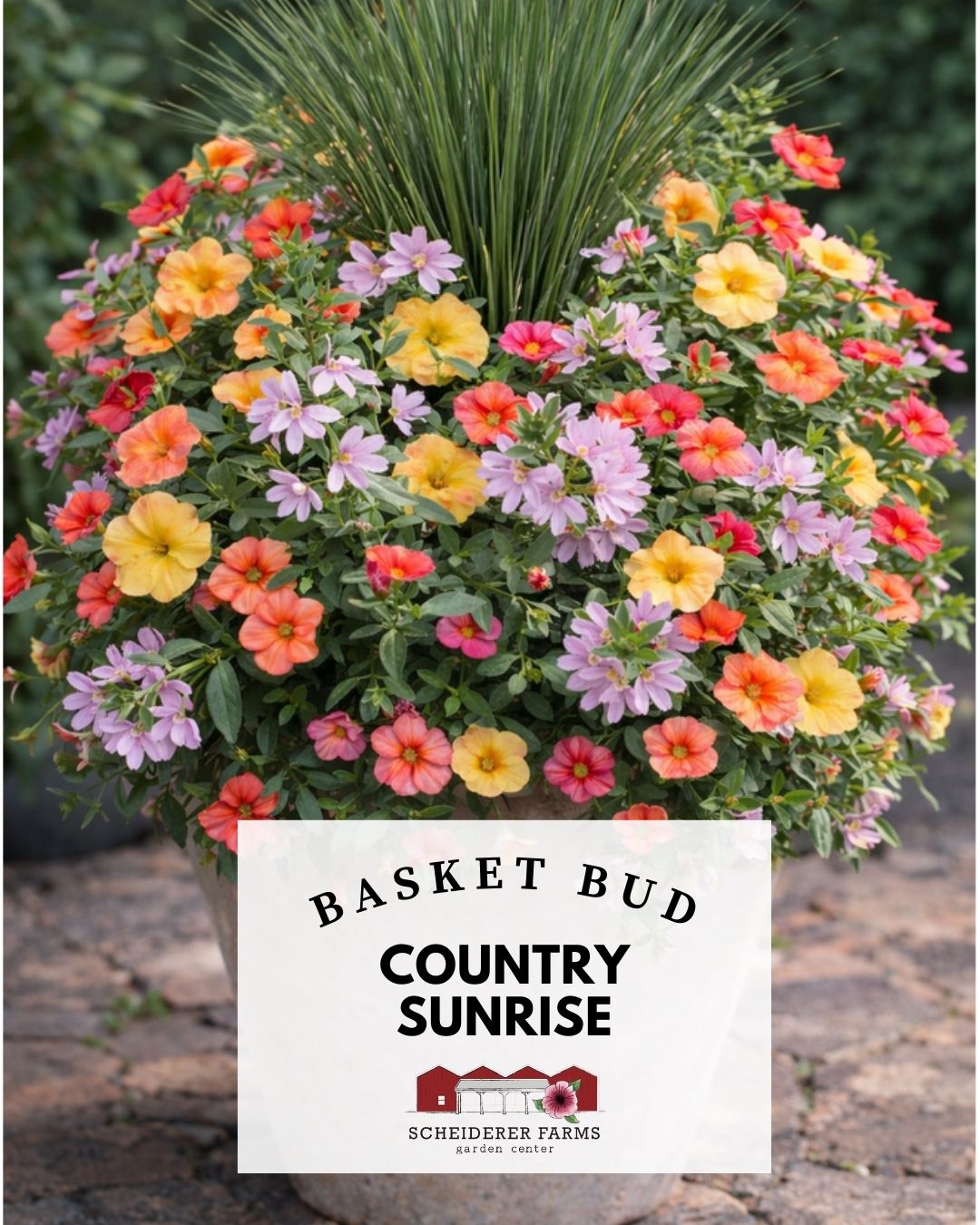 Basket Bud: Country Sunrise ~ Preorder for pickup 5/1-5/2