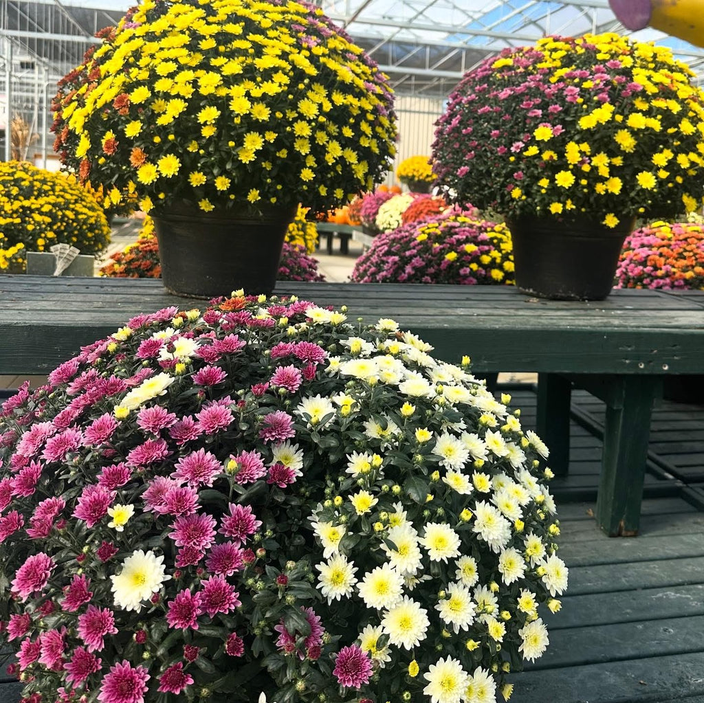 Fall Confetti Monster Mums