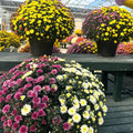 Fall Confetti Monster Mums