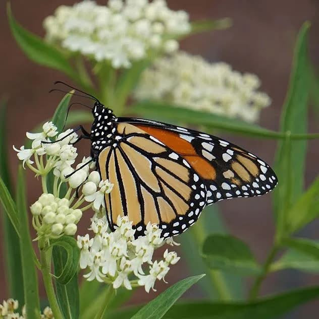 Monarch Magnet Trio