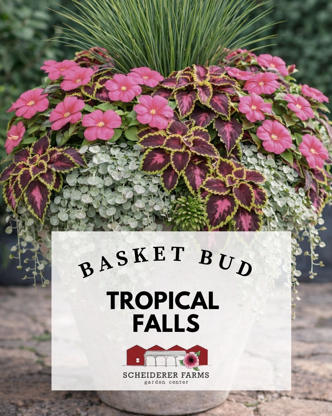 Basket Bud: Tropical Falls ~ Preorder for pickup 5/1-5/2