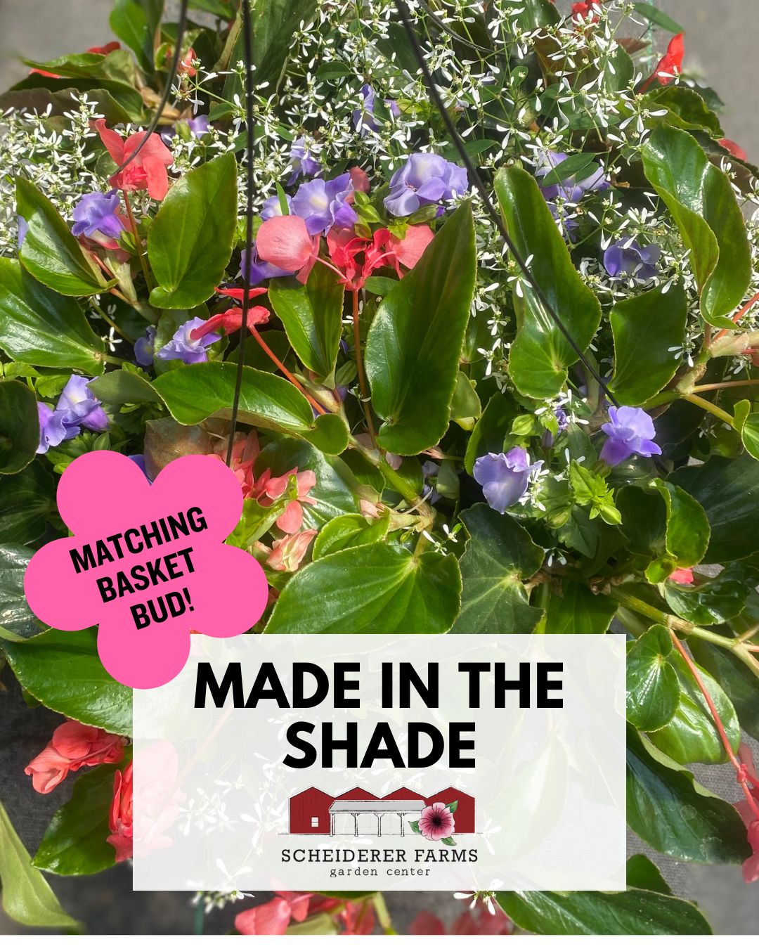 Hanging Basket: Made in the Shade ~ Preorder for pickup 5/1-5/2