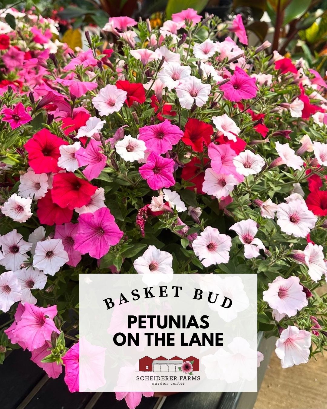 Basket Bud: Petunias on the Lane ~ Preorder for pickup 5/1-5/2