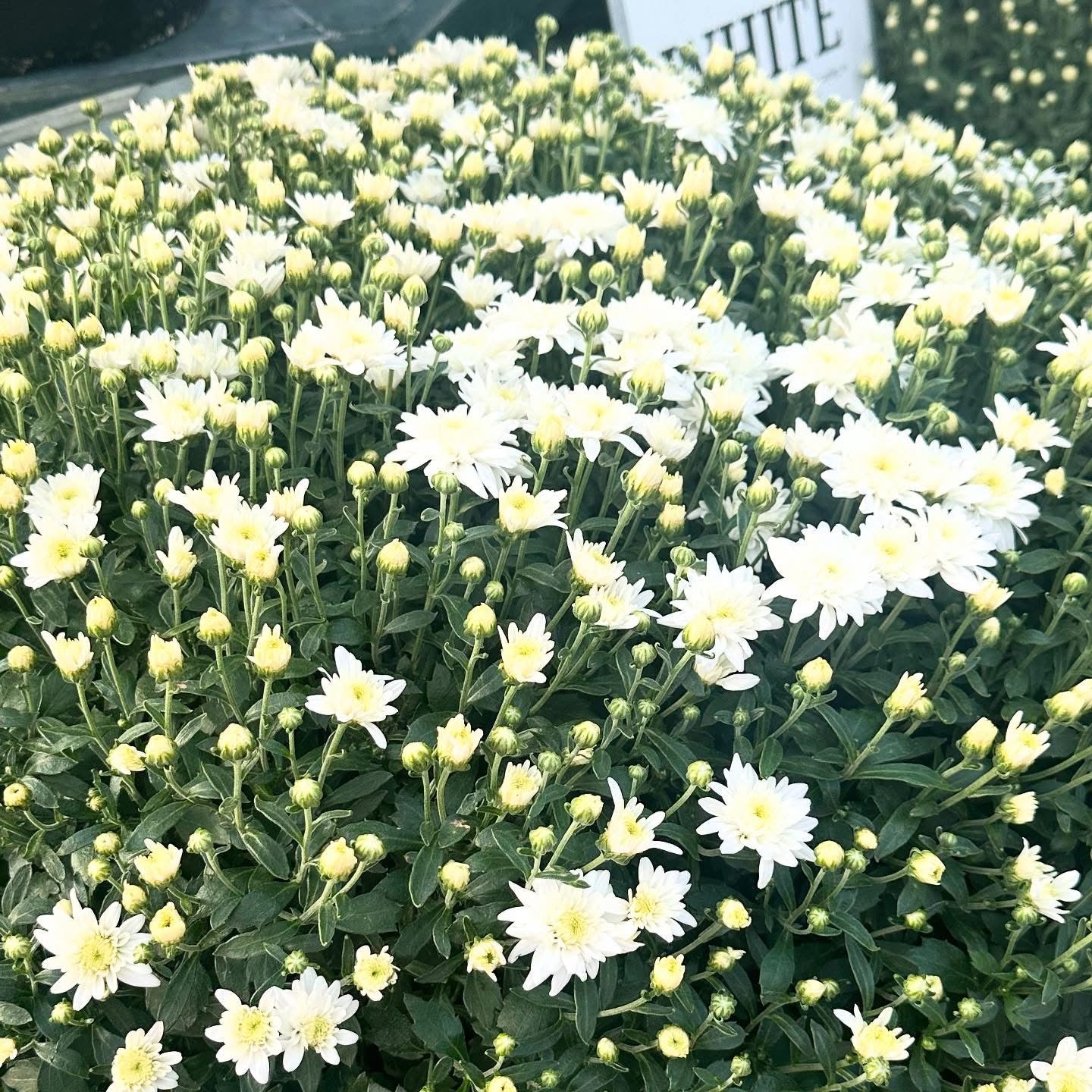 Lil' Monster Mums ~ Preorder for Pickup 9/11-9/12
