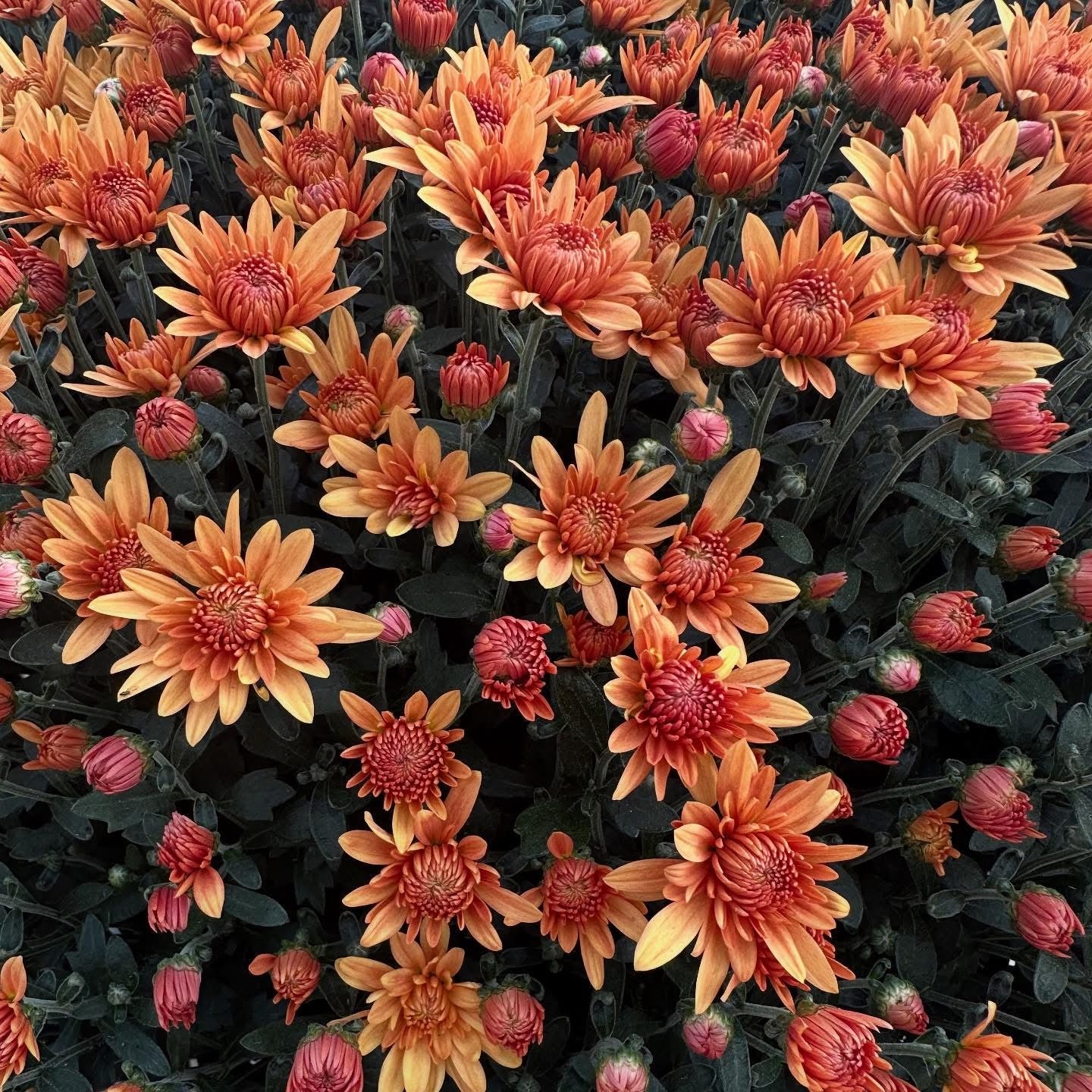 Lil' Monster Mums ~ Preorder for Pickup 9/11-9/12