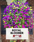 Hanging Basket: Royal Bloomer ~ Preorder for pickup 5/1-5/2
