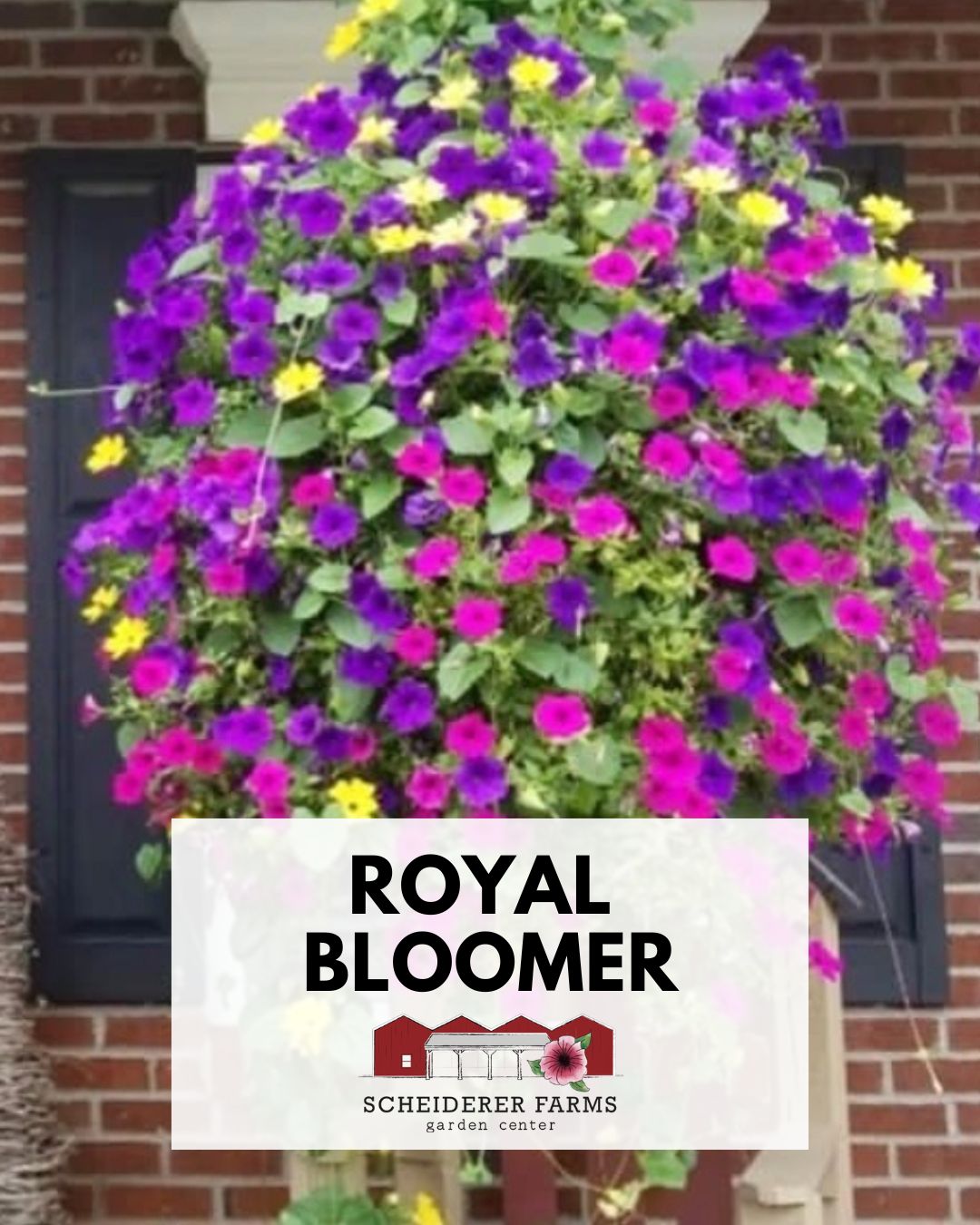 Hanging Basket: Royal Bloomer ~ Preorder for pickup 5/1-5/2