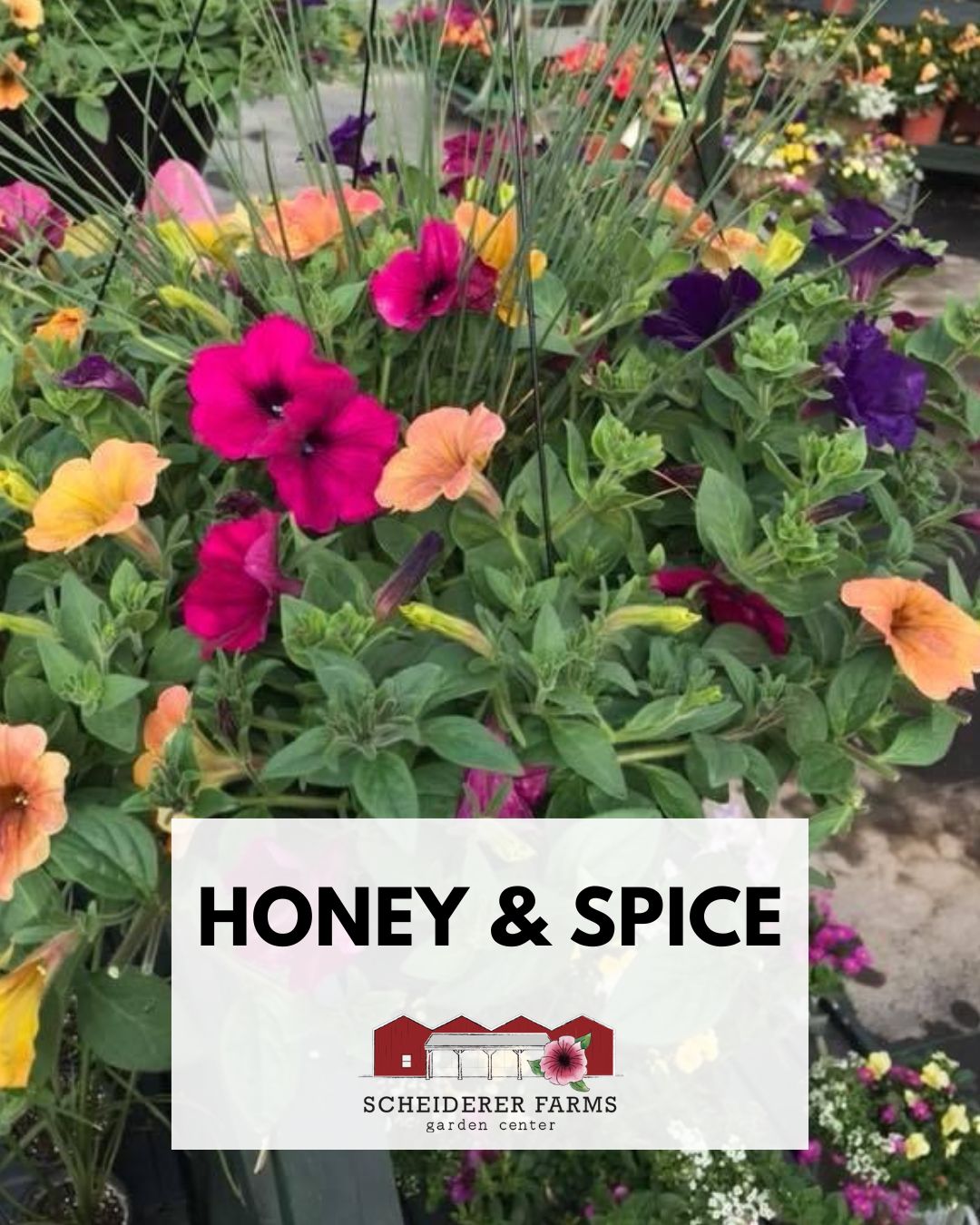 Hanging Basket: Honey & Spice ~ Preorder for pickup 5/1-5/2