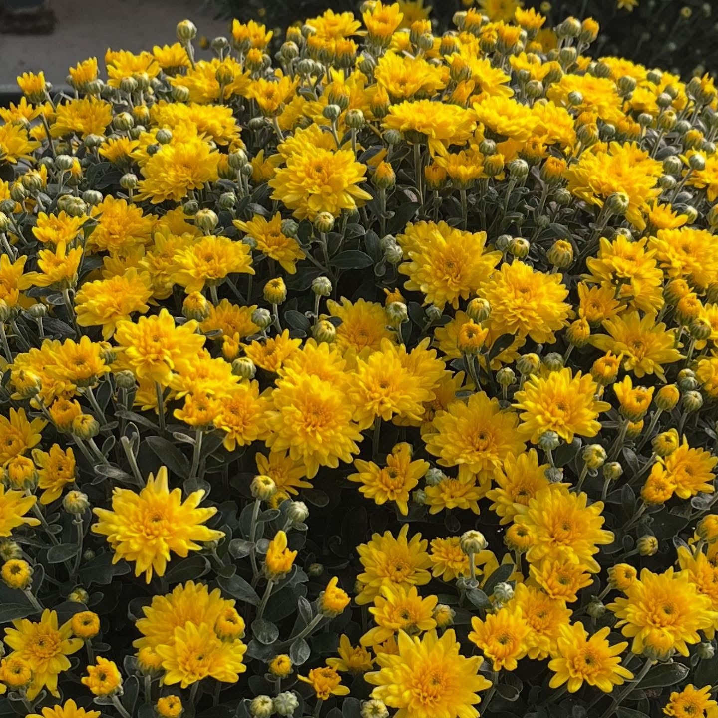 Lil' Monster Mums ~ Preorder for Pickup 9/11-9/12