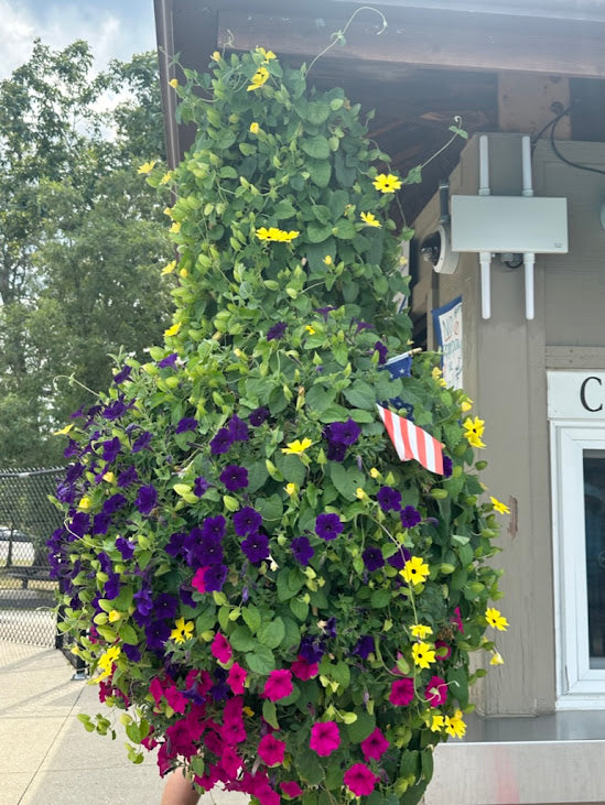 Hanging Basket: Royal Bloomer ~ Preorder for pickup 5/1-5/2