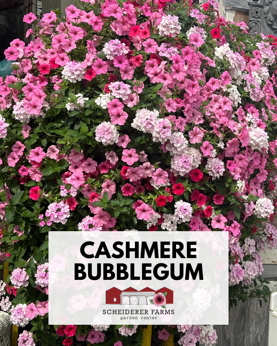 Hanging Basket: Cashmere Bubblegum ~ Preorder for pickup 5/1-5/2