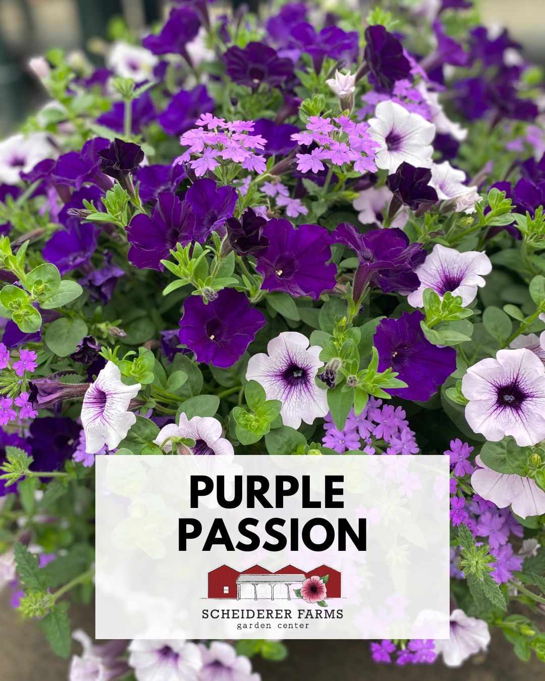 Hanging Basket: Purple Passion ~ Preorder for pickup 5/1-5/2