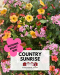 Hanging Basket: Country Sunrise ~ Preorder for pickup 5/1-5/2