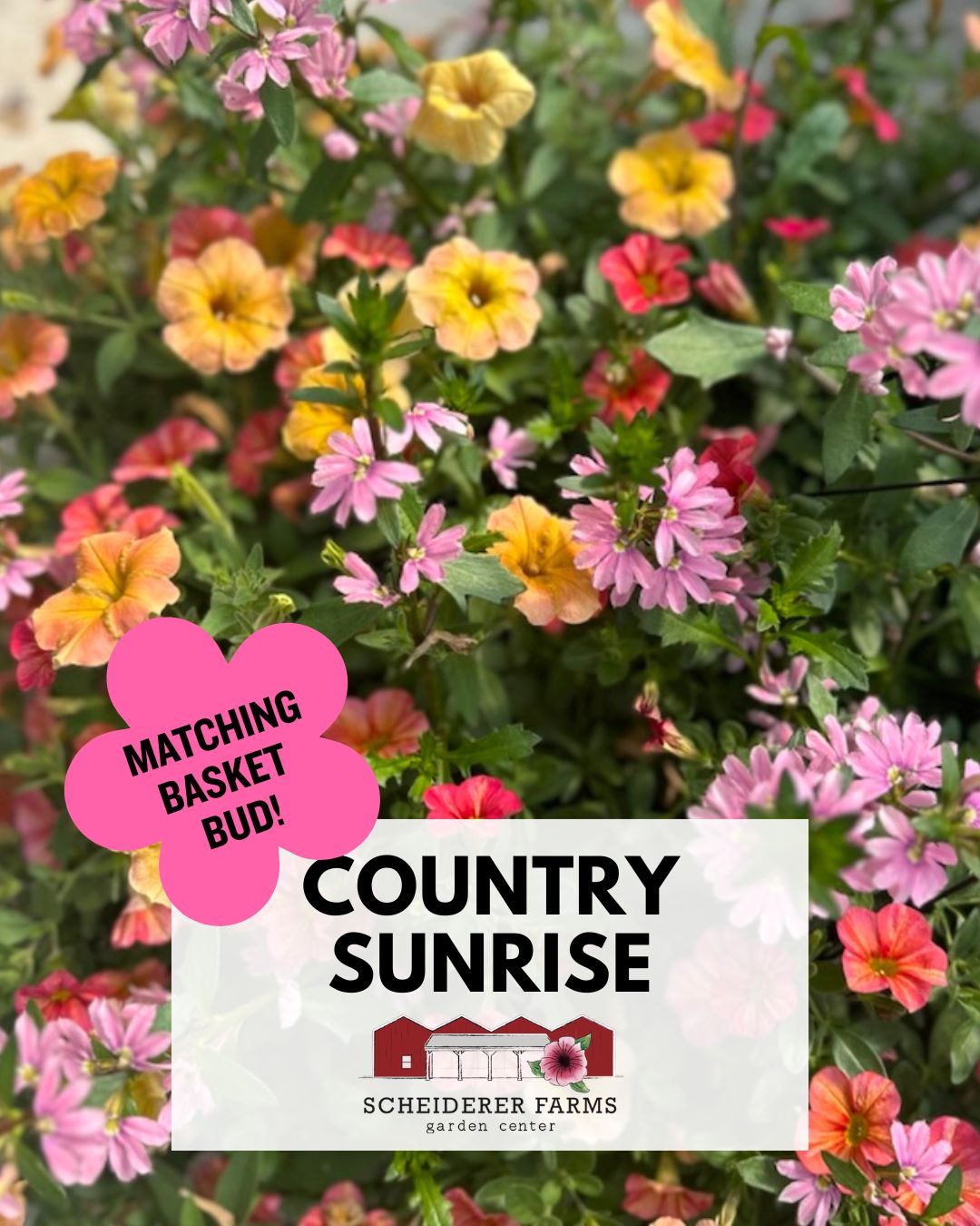 Hanging Basket: Country Sunrise ~ Preorder for pickup 5/1-5/2
