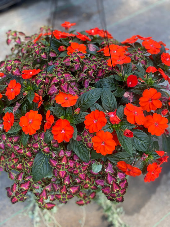 Hanging Basket: Tropical Falls ~ Preorder for pickup 5/1-5/2