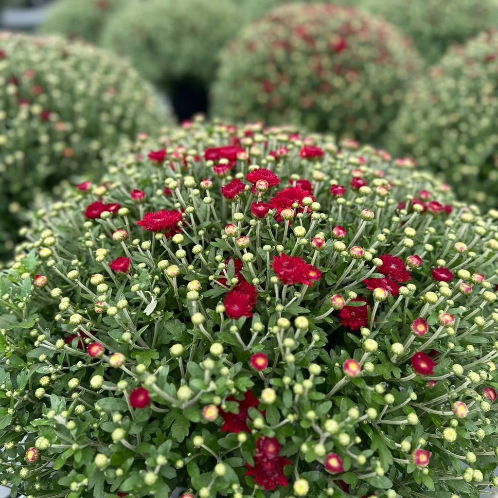 Lil' Monster Mums ~ Preorder for Pickup 9/11-9/12
