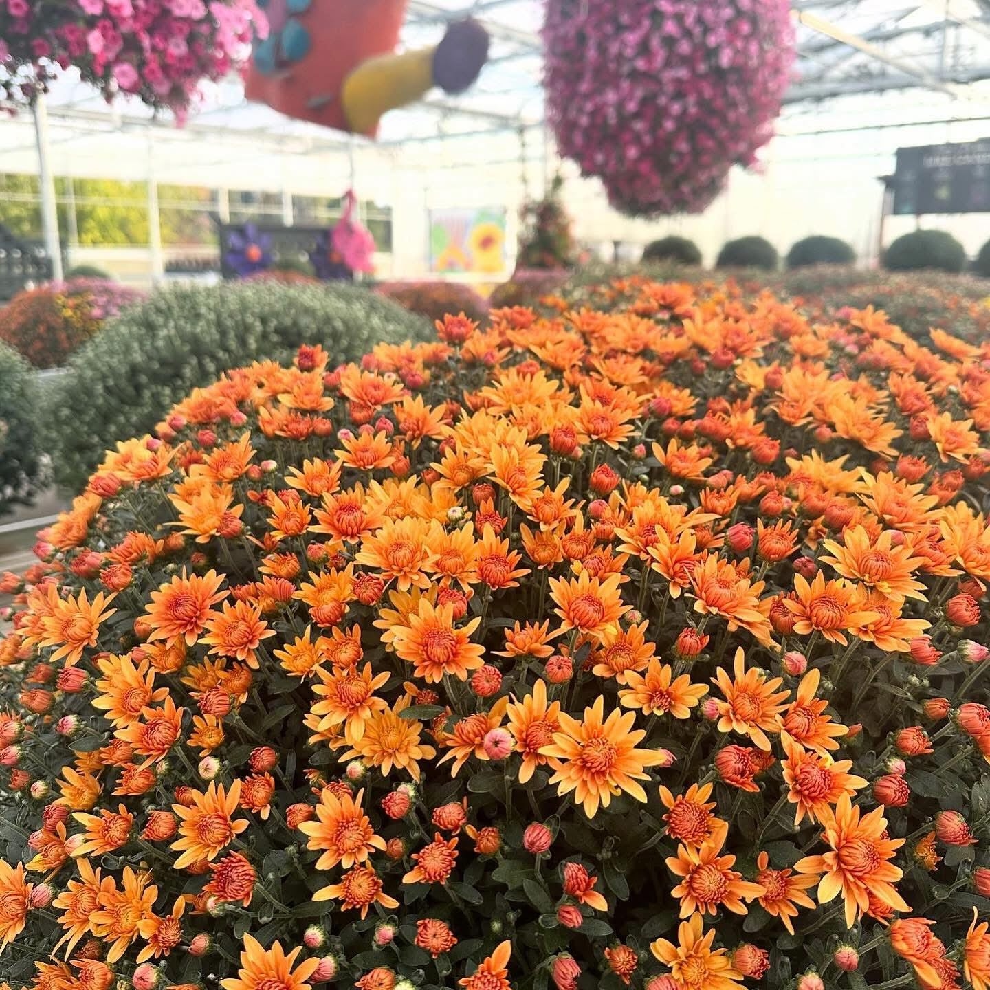 Monster Mums ~ Preorder Pickup 9/11-9/12