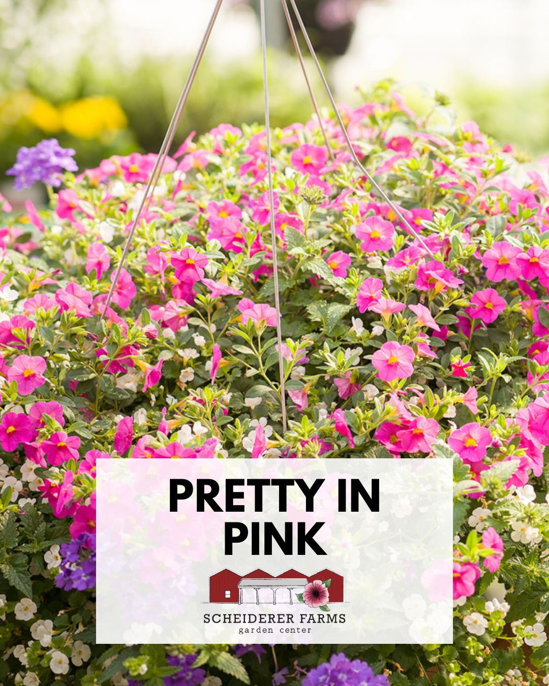 Hanging Basket: Pretty in Pink ~ Preorder for pickup 5/1-5/2
