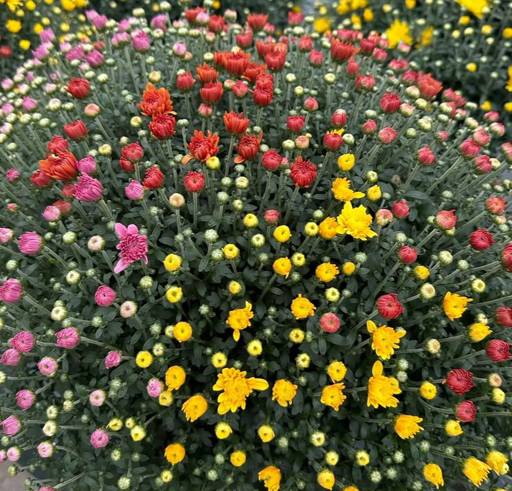 Fall Confetti Monster Mums