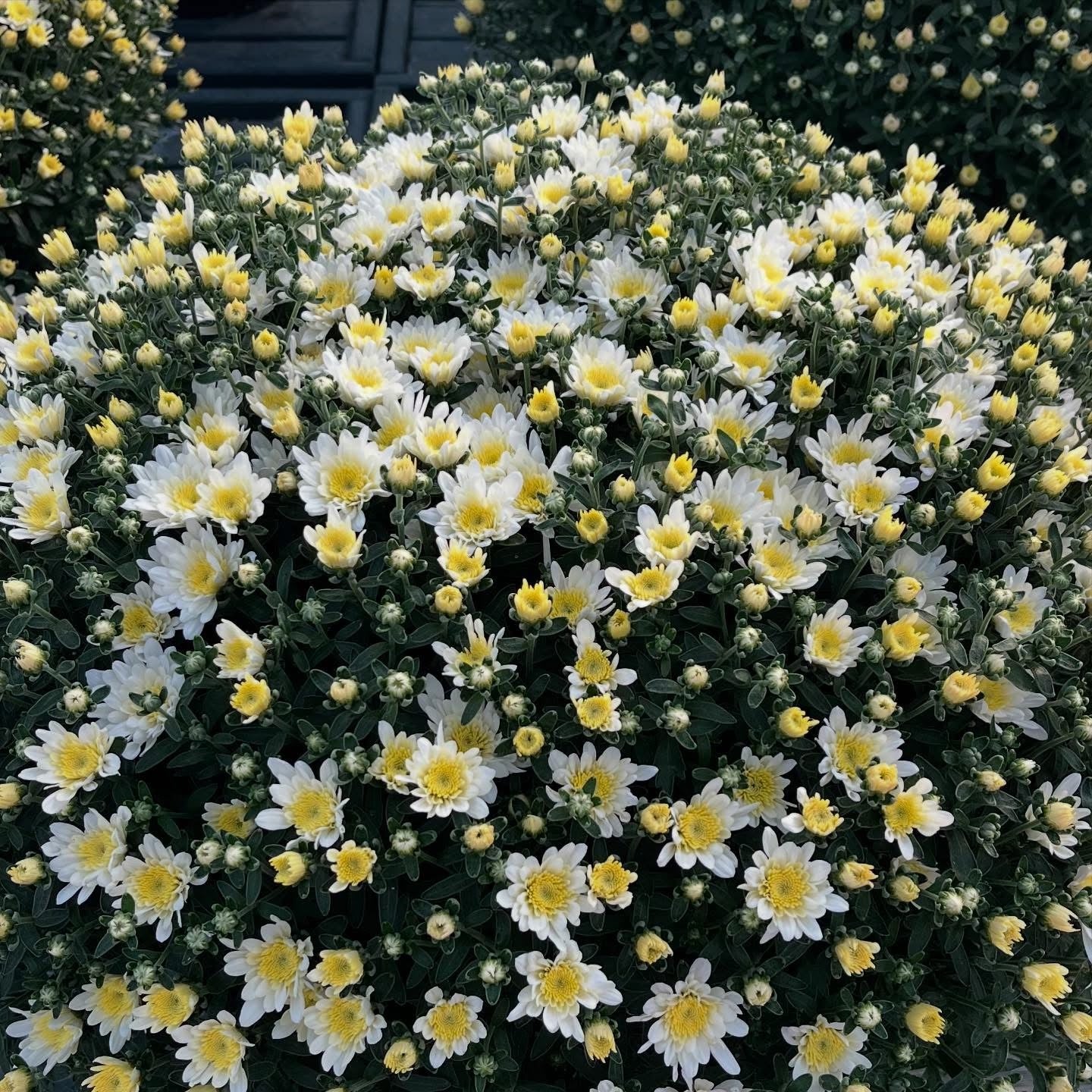 Monster Mums ~ Preorder Pickup 9/11-9/12