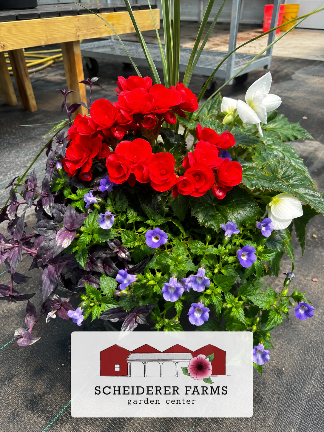 America’s 250th Celebration Grab & Go - Partial Shade - Preorder for Pickup