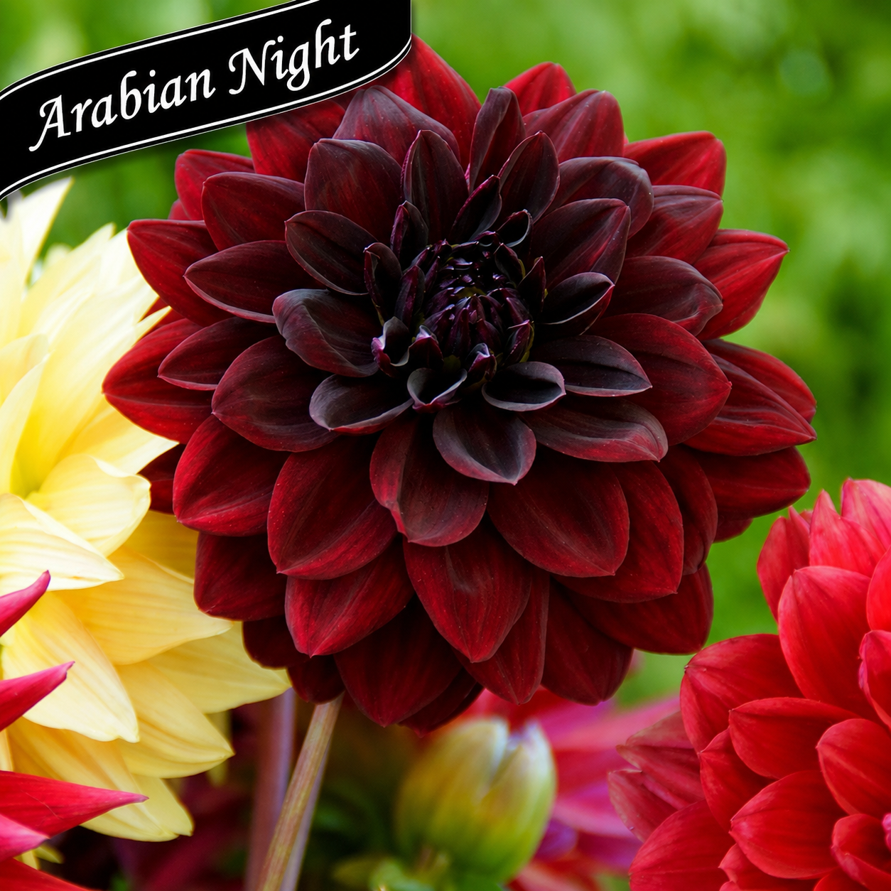 Cut Flower Collection: Massive Dahlias ~ Preorder for pickup 5/29 -5/30