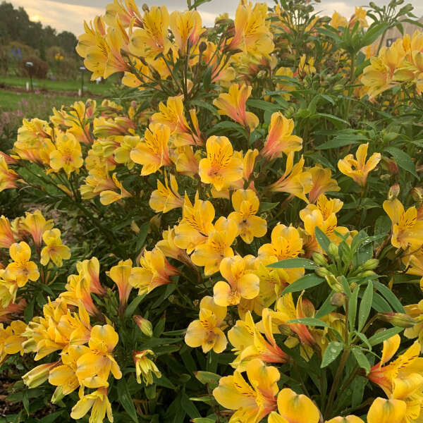 Cut Flower Collection: Golden Tiara Hardy Alstroemeria ~ Preorder for pickup 5/29-5/30
