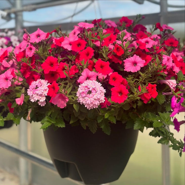 Hanging Basket: Cashmere Bubblegum ~ Preorder for pickup 5/1-5/2