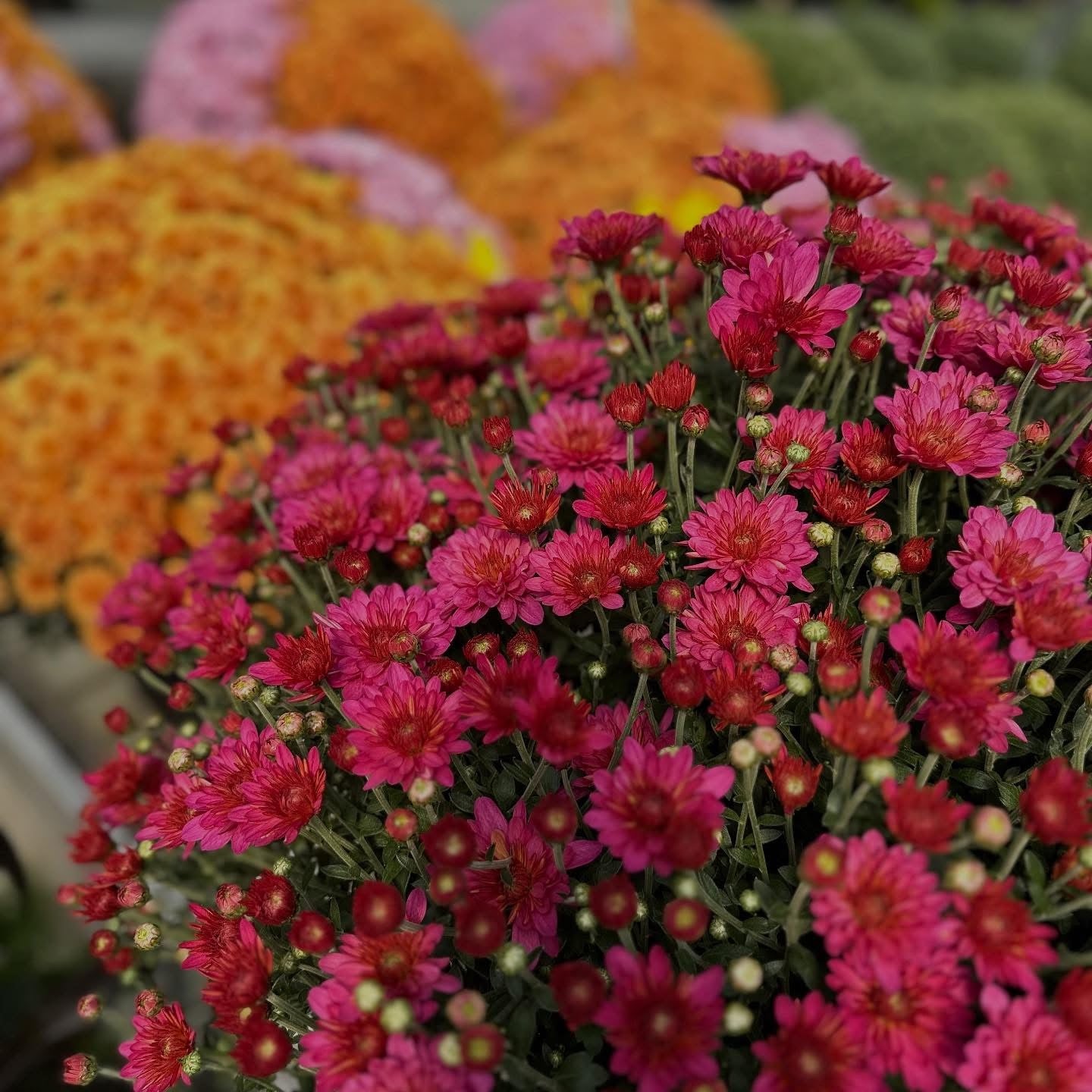 Lil' Monster Mums ~ Preorder for Pickup 9/11-9/12