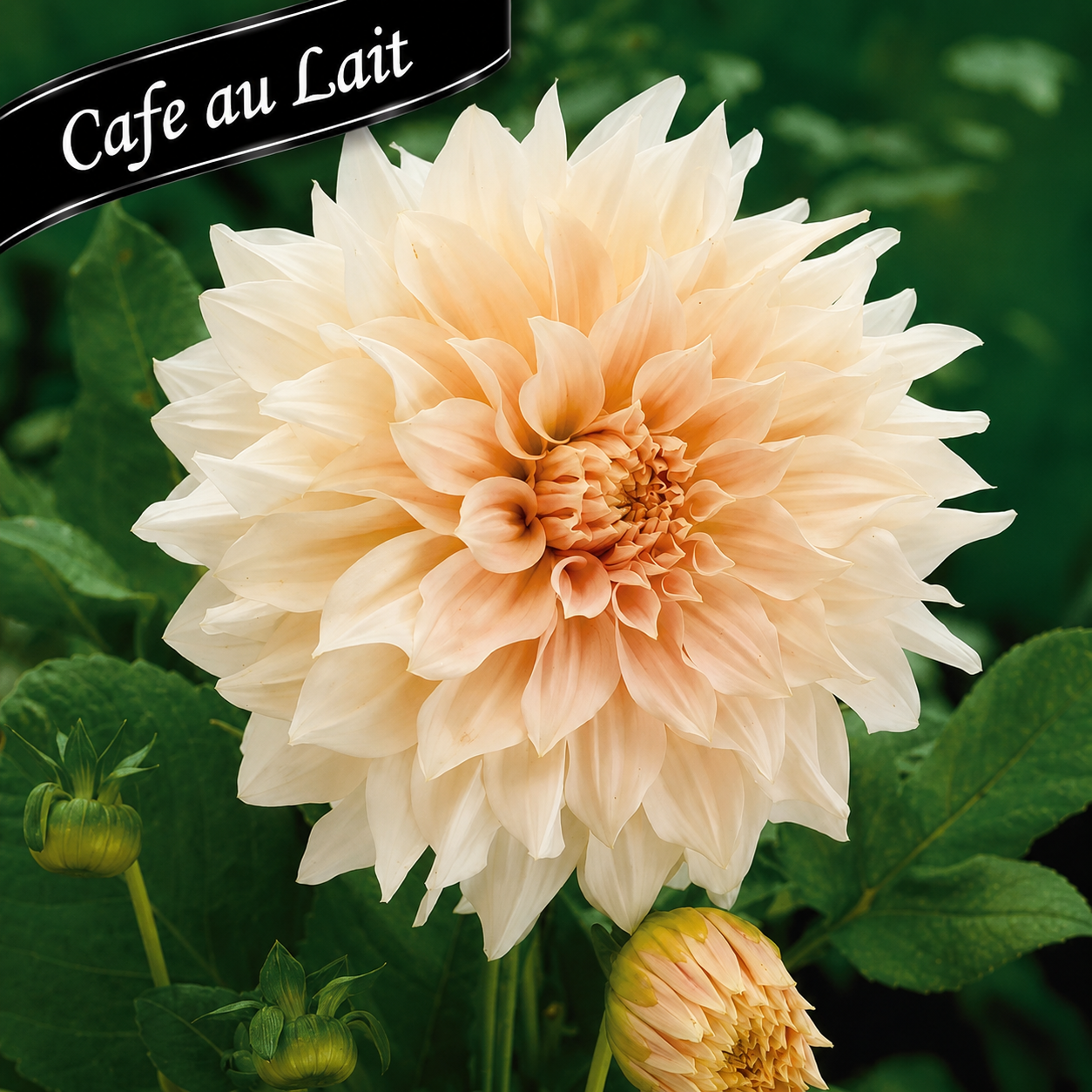Cut Flower Collection: Massive Dahlias ~ Preorder for pickup 5/29 -5/30