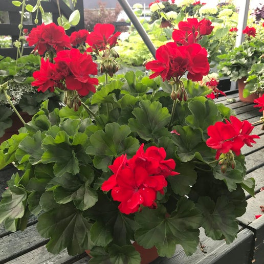 Geranium: Calliope Large Dark Red ~ Preorder for pickup 5/1-5/2