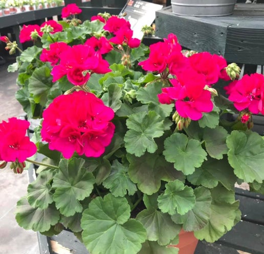 Geranium: Calliope Large Magenta ~ Preorder for pickup 5/1-5/2
