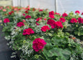 Geranium: Calliope Large Magenta/Diamond Frost Combo ~ Preorder for pickup 5/1-5/2