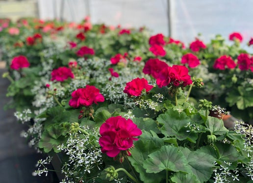 Geranium: Calliope Large Magenta/Diamond Frost Combo ~ Preorder for pickup 5/1-5/2