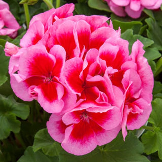 Geranium: Calliope Large Rose Mega Splash ~ Preorder for pickup 5/1-5/2